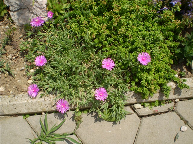 delosperma